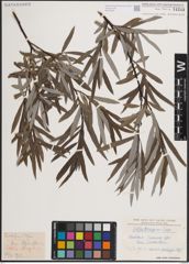 Foto von Salix eleagnos Scop.